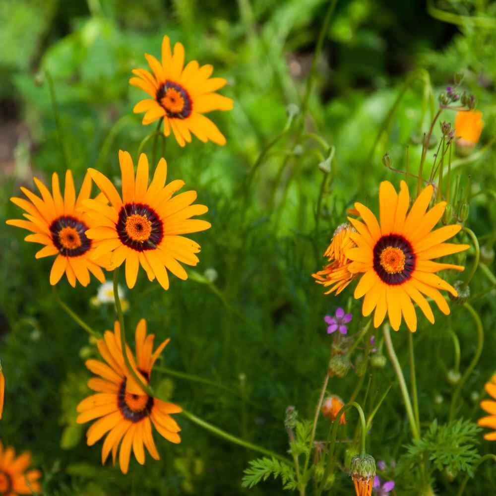 Ursinia Anthemoides Flower Seeds - 1000 Seeds for Outdoor Gardens - Image 1