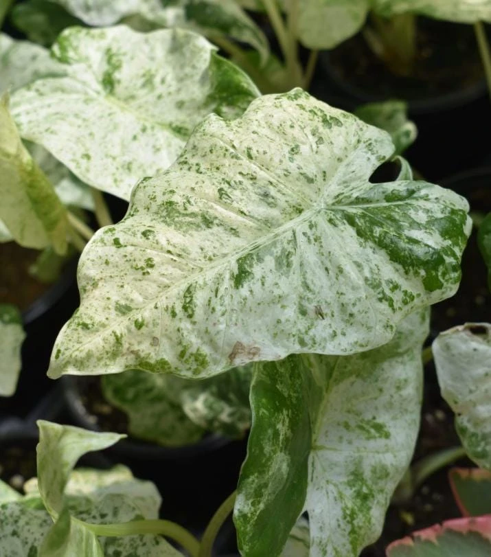 Variegated Alocasia ‘Blizzard’ Live Plant - 4-8" Tall - Ship No Pot - Rare Tropical Aroid with Cream-White Variegation - Image 1