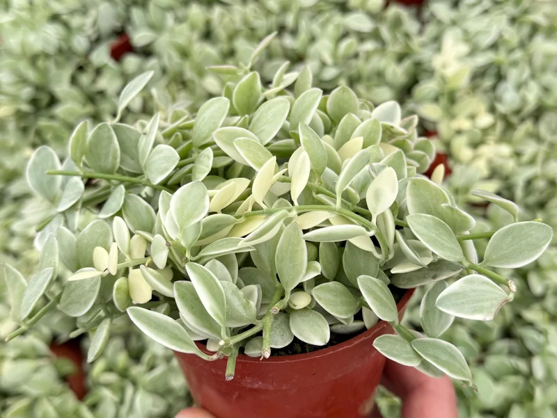 Variegated Dischidia Cascade Live Plant - Trailing Succulent in 3 Inch Pot, Indoor - Image 1