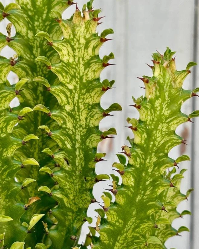 Variegated Euphorbia Trigona Live Plant - 3-4" Tall - Ship No Pot - African Milk Tree Houseplant for Indoor Decor & Succulent Collections - Image 1