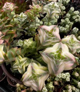 Variegated String of Buttons Live Plant - Trailing Succulent in 4 Inch Pot - Image 1
