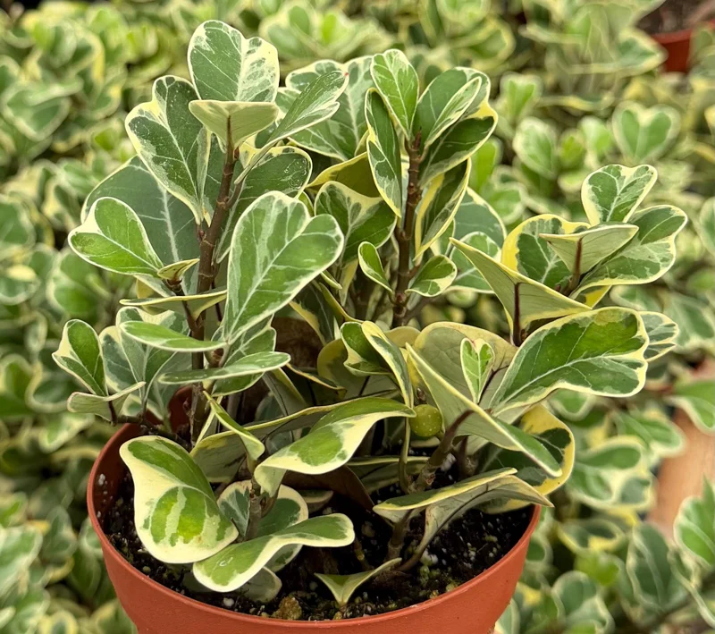 Variegated Triangle Fig, Heart Plant, Ficus Triangularis, Live Houseplant in 4 Inch Pot - Image 1