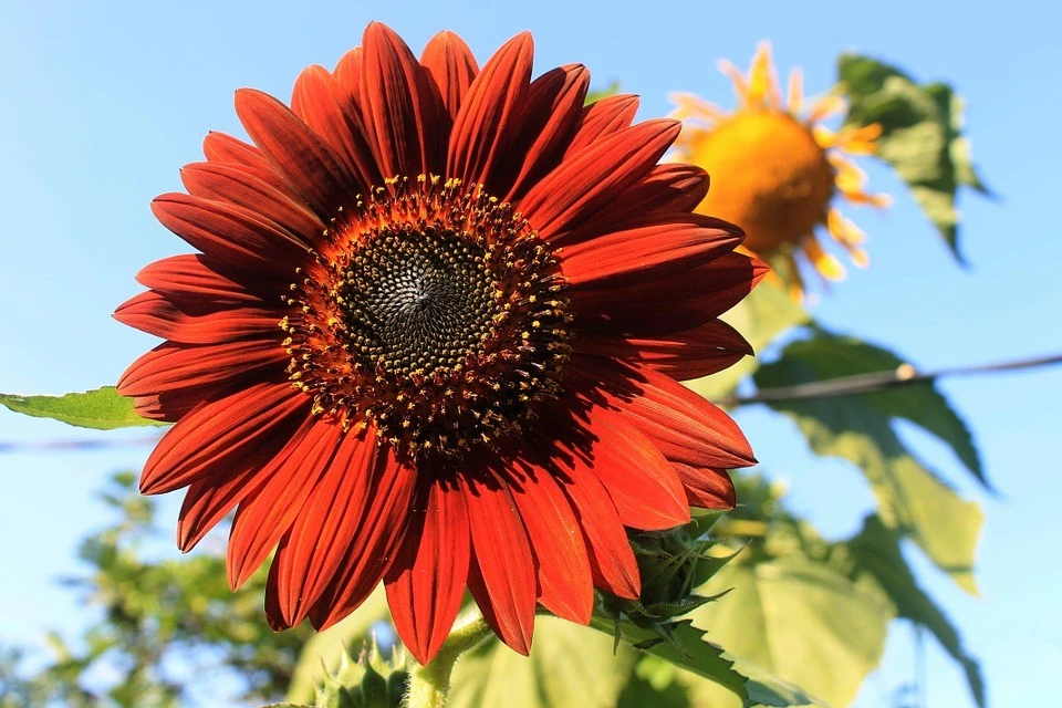 Velvet Queen Sunflower Seeds - Red Orange with Black Center - Annual Flower Seeds - Image 2
