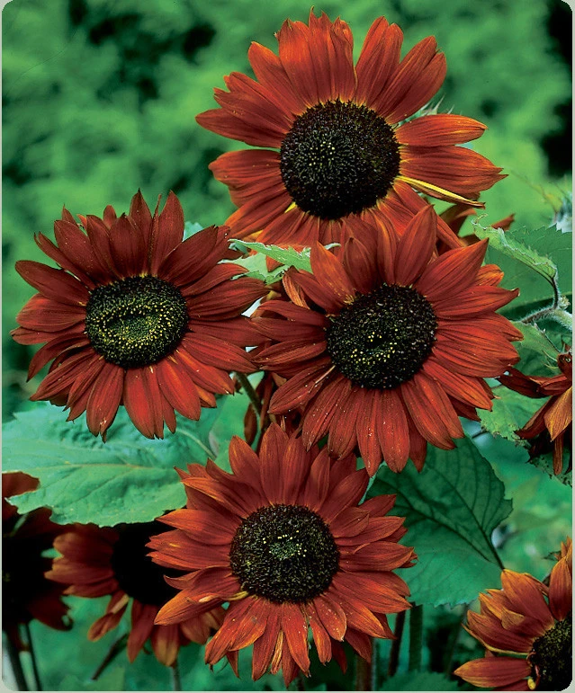 Velvet Queen Sunflower Seeds - Red Orange with Black Center - Annual Flower Seeds - Image 1