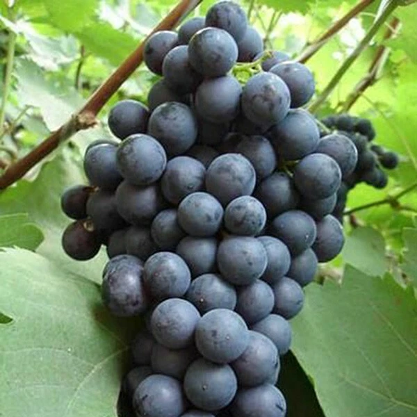 Venus Seedless Grape Vine Live Plant - 1-2 Year Old - Outdoor Fruit - Image 1