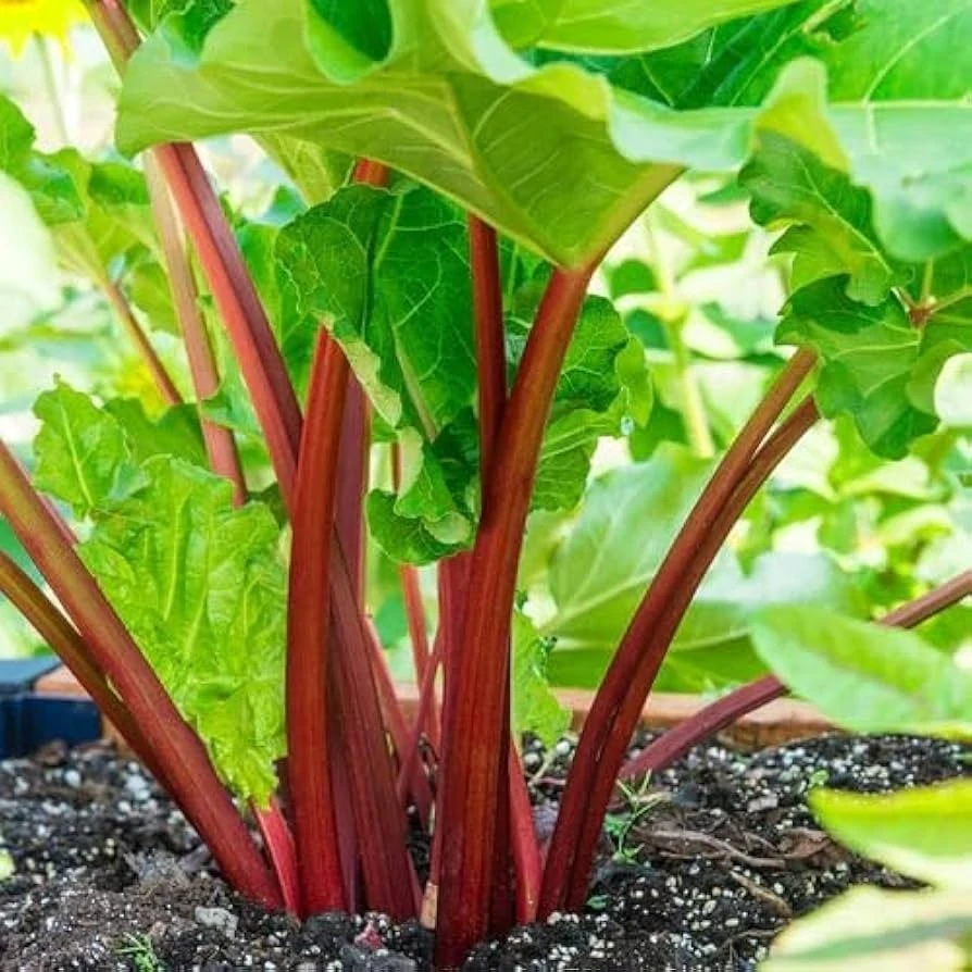 Victoria Rhubarb Seeds - Heirloom Vegetable Seeds for Home Gardens - Image 1