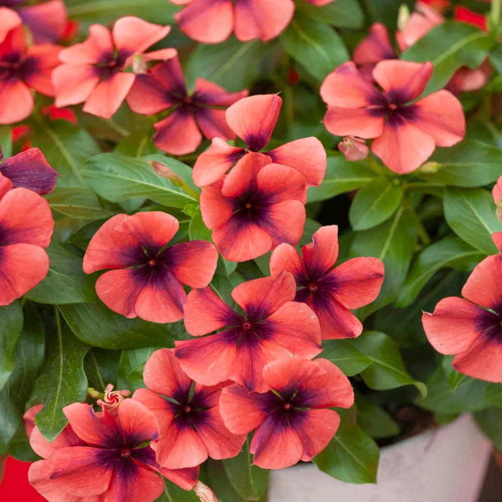 Vinca Papaya Flower Seeds - Drought Tolerant for Baskets & Containers - 100 Seeds - Image 1