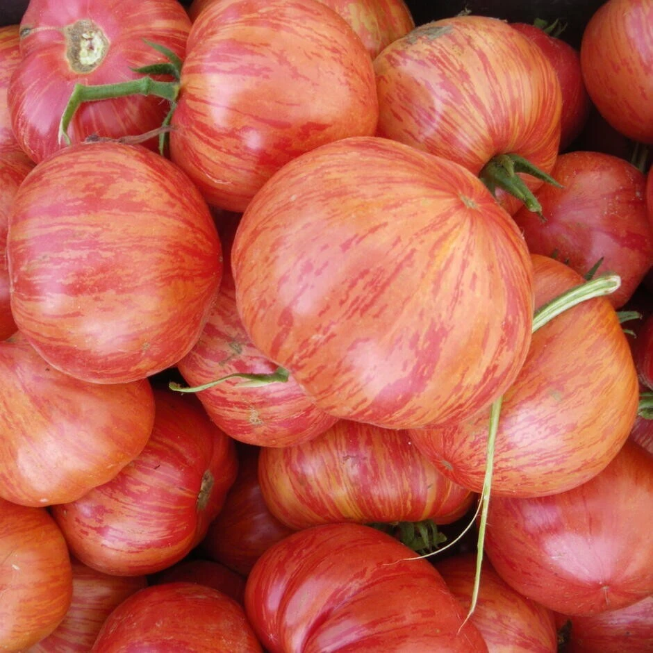 Vintage Wine Tomato Seeds - 30 Heirloom Seeds for Outdoor Planting - Image 1