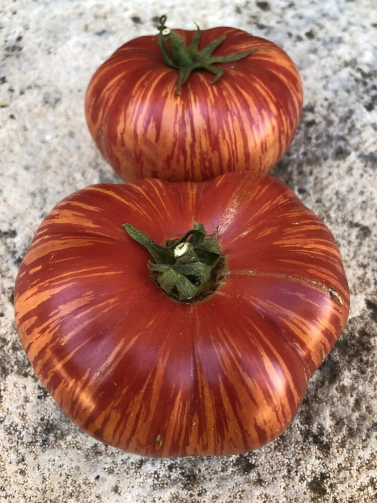 Vintage Wine Tomato Seeds - Rare Heirloom Potato Leaf, Bi-Colored, Easy Grow - Image 1