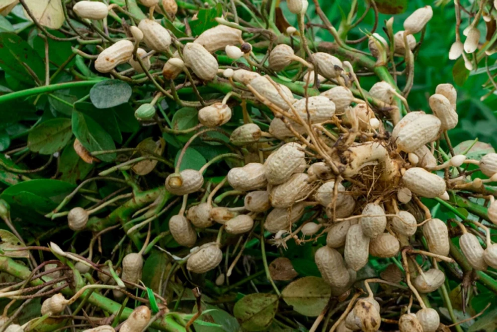 Virginia Jumbo Peanut Seeds – Unshucked Peanut Seeds for Planting – Outdoor - Image 1