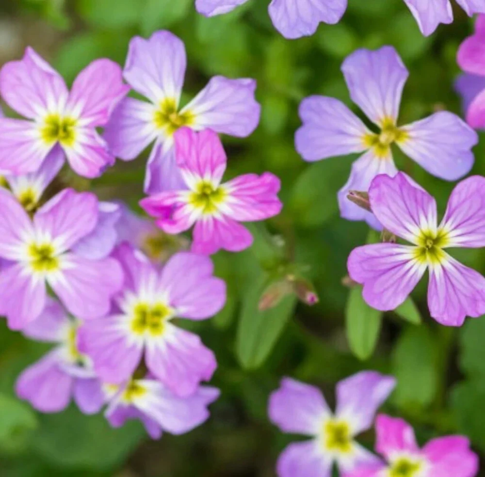 Virginia Stock Seeds - Malcolmia maritima Flower Seeds for Colorful Outdoor Blooms - Image 1