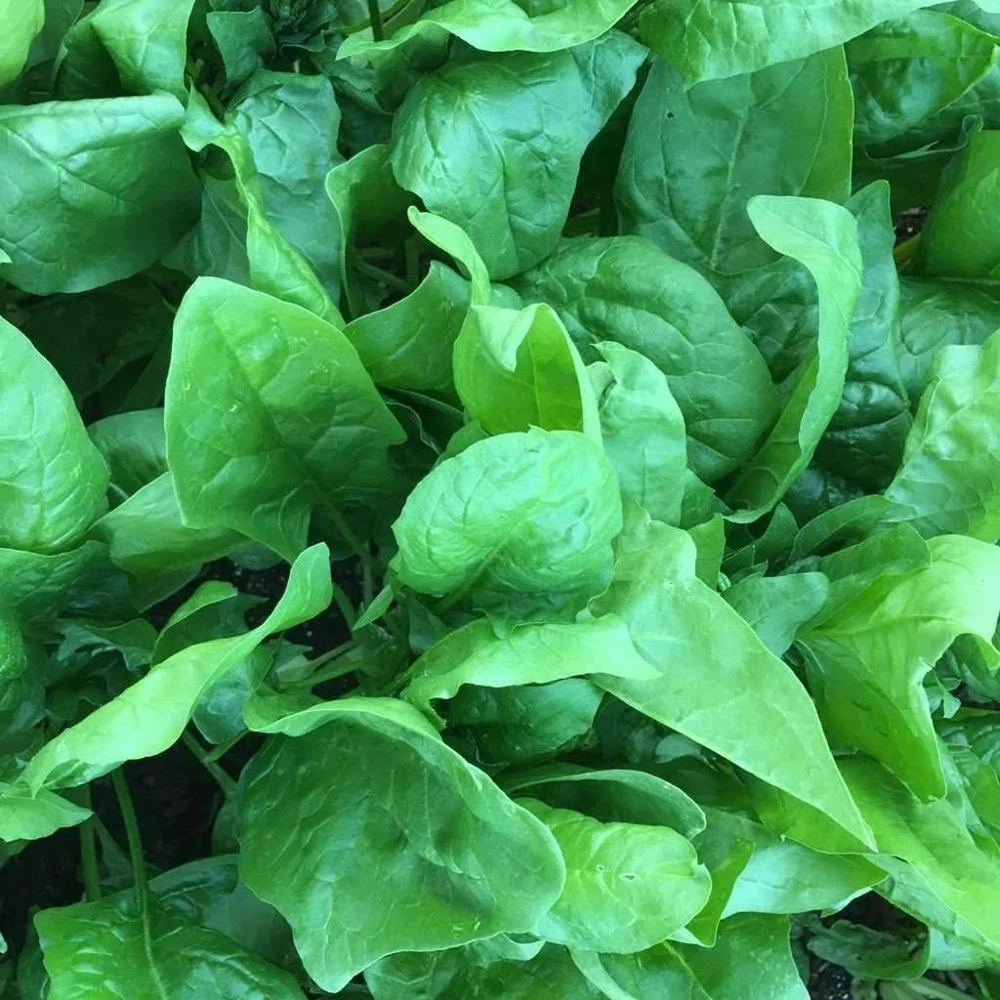 Viroflay Spinach Seeds - Monstrueux de Viroflay - Vegetable Seeds - Green - Image 1