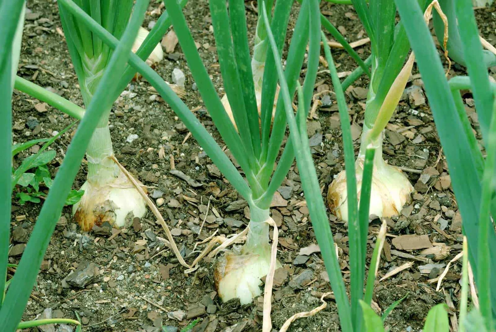Walla Walla Sweet Onion Seeds - Northern Overwintering, Mild Flavor - Image 1