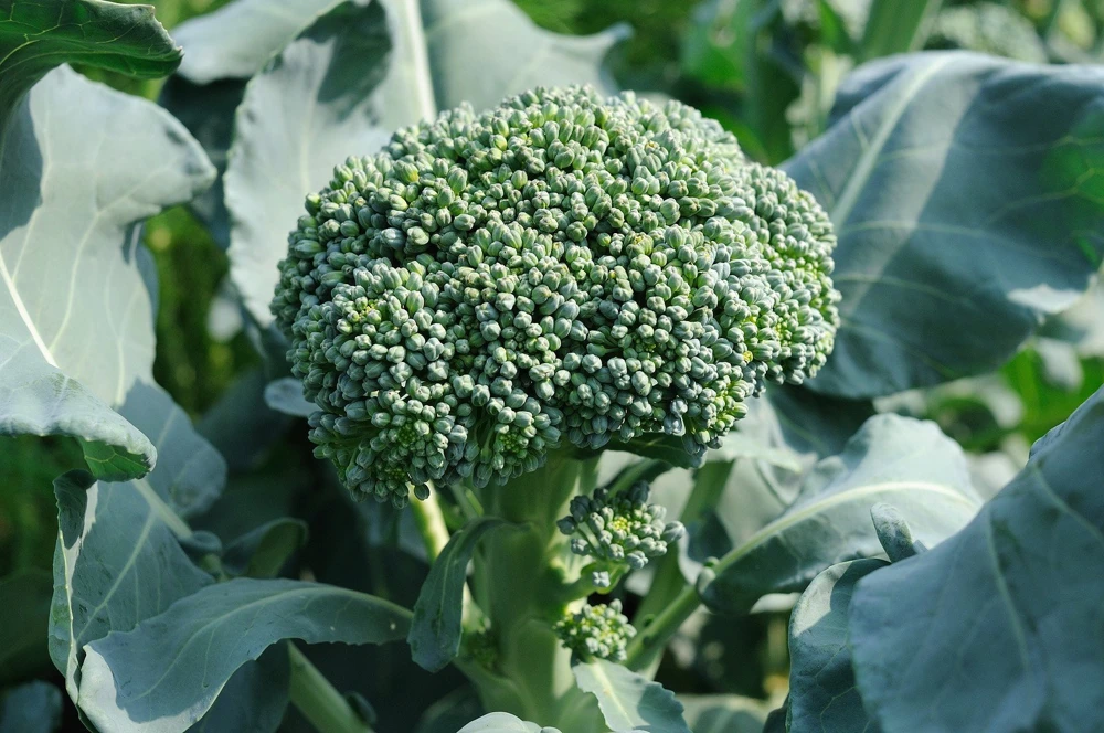 Waltham 29 Broccoli Seeds - Easy to Grow, High Yields, Outdoor Vegetable - Image 2