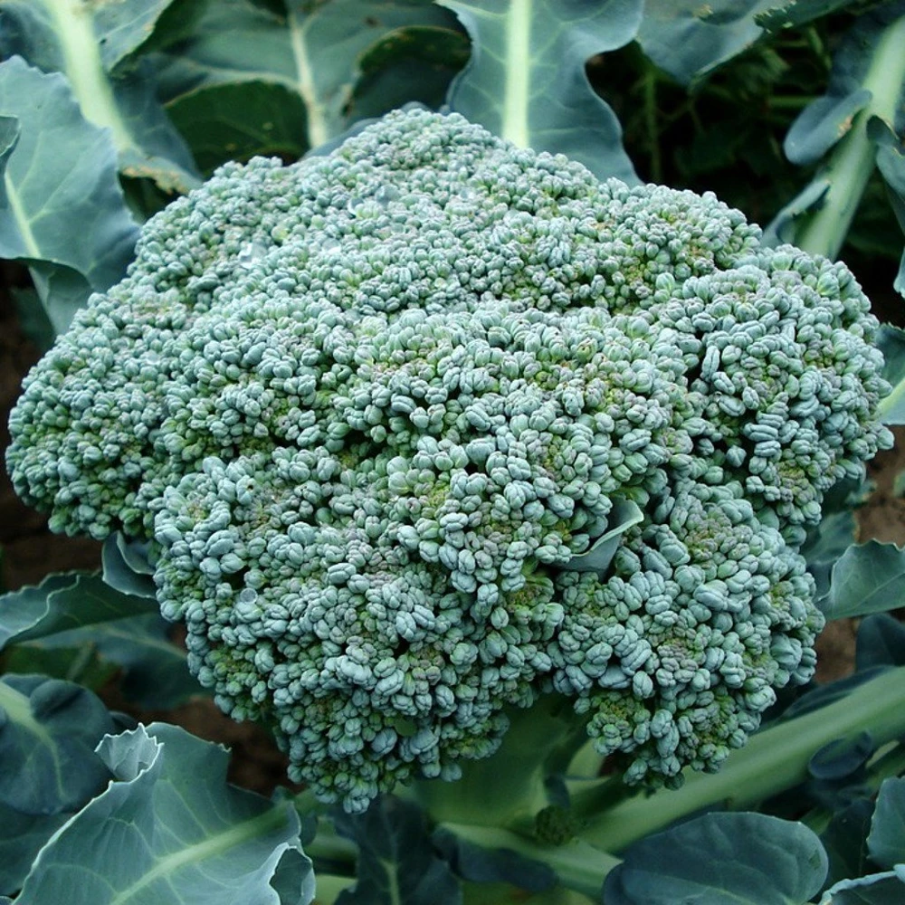 Waltham 29 Broccoli Seeds - Easy to Grow, High Yields, Outdoor Vegetable - Image 1