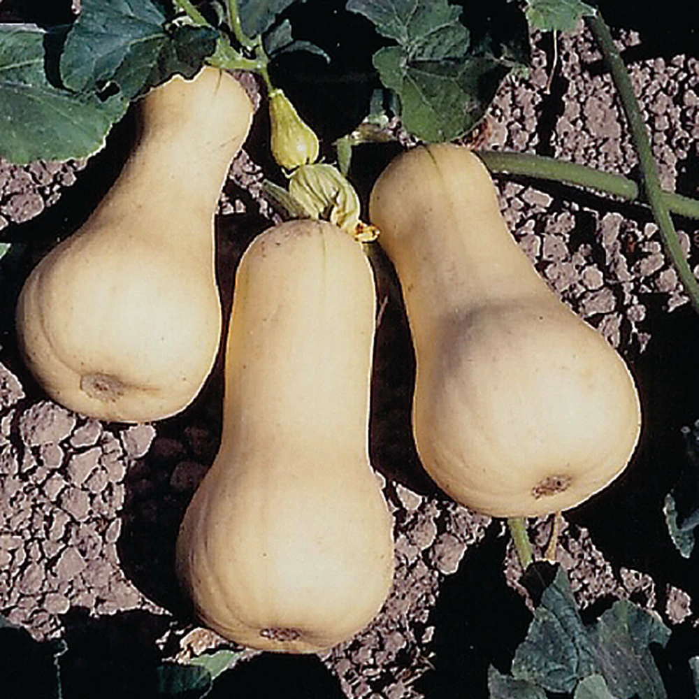 Waltham Butternut Winter Squash Seeds - Prolific, Pear Shaped, Outdoor - Image 2