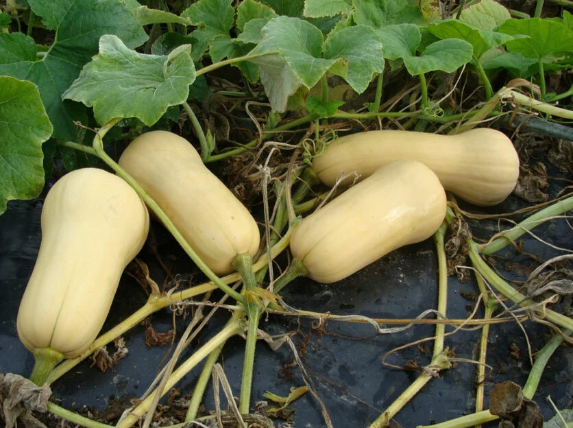 Waltham Butternut Winter Squash Seeds - Prolific, Pear Shaped, Outdoor - Image 1