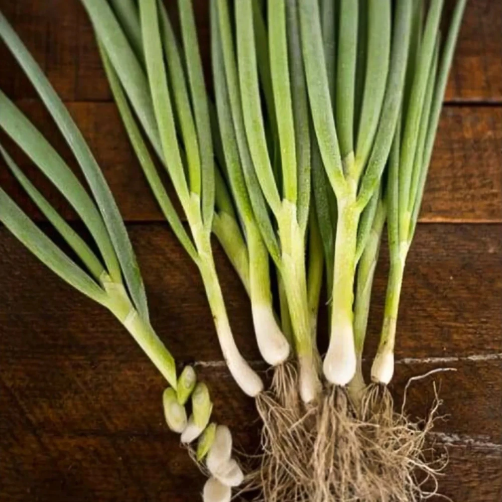 Warrior Bunching Onion Seeds - Allium fistulosum - AAS Winner - Image 2