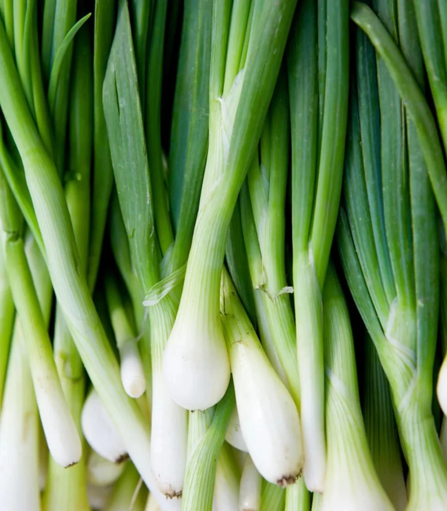 Warrior Bunching Onion Seeds - Allium fistulosum - AAS Winner - Image 1