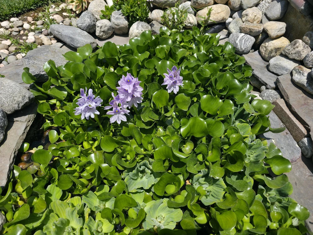 Water Hyacinth Live Plants – Aquatic Pond Plants – 12 Pack - Image 1