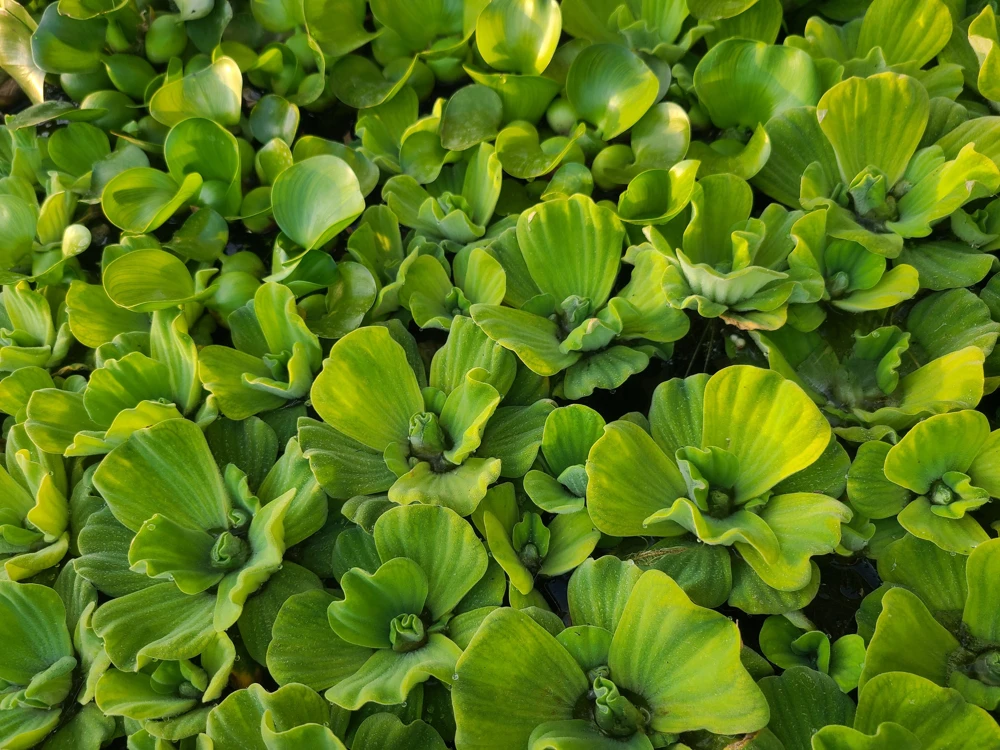 Water Lettuce Plants – Live Aquatic Pond Plant – Pack of 12 - Image 1