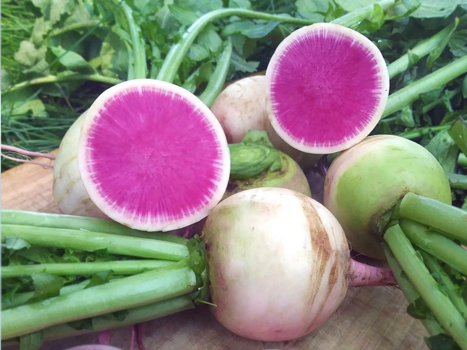 Watermelon Radish Seeds, , Shrinrimei, Chinese Heirloom, - Image 1