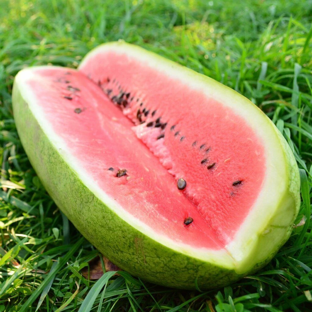 Watermelon Seeds Collection - 9 Heirloom Varieties - Easy Grow Outdoor - Image 4