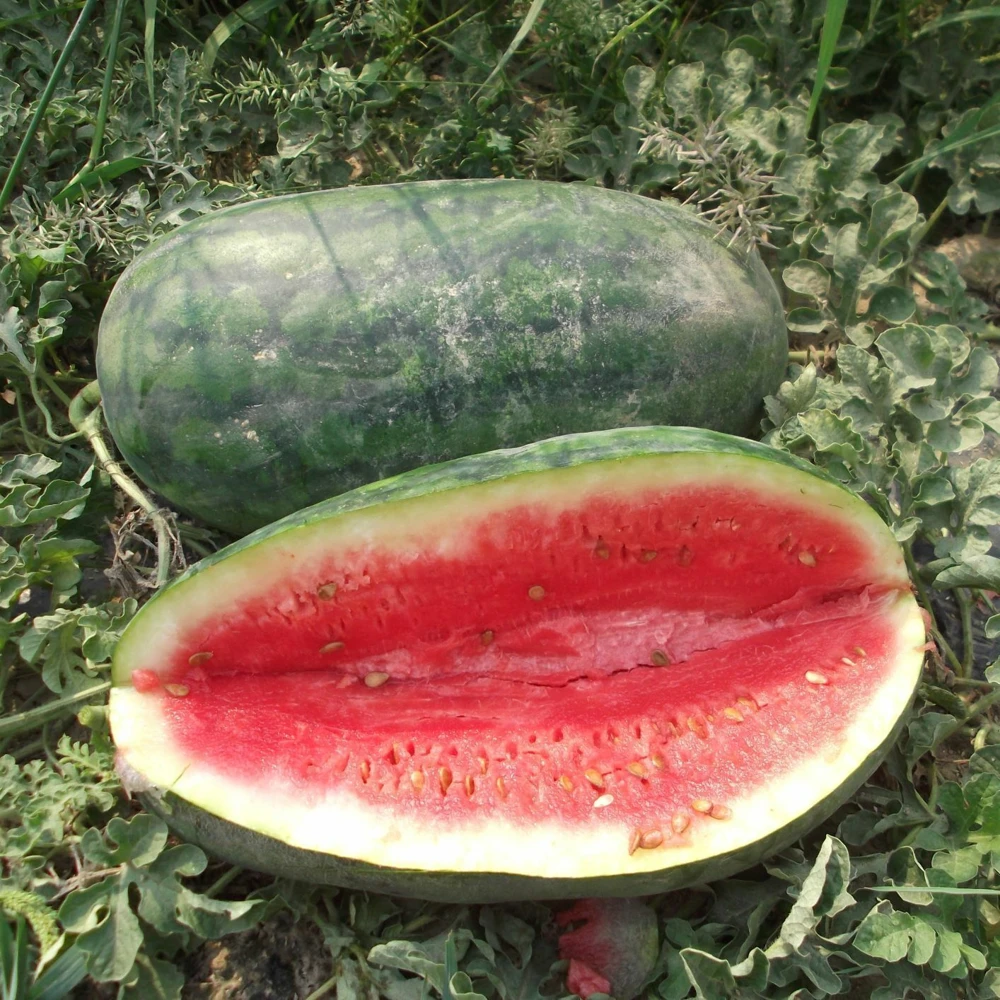 Watermelon Seeds Collection - 9 Heirloom Varieties - Easy Grow Outdoor - Image 5