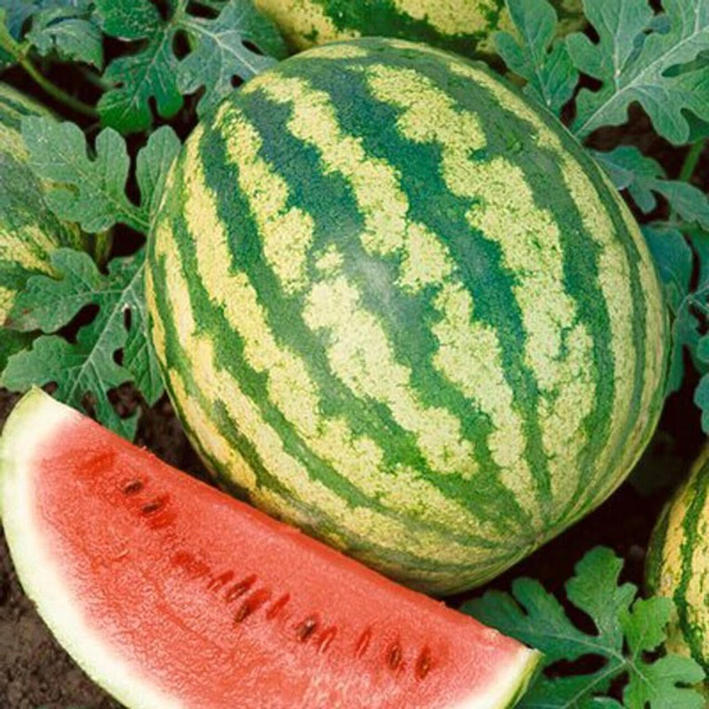 Watermelon Seeds Collection - 9 Heirloom Varieties - Easy Grow Outdoor - Image 6