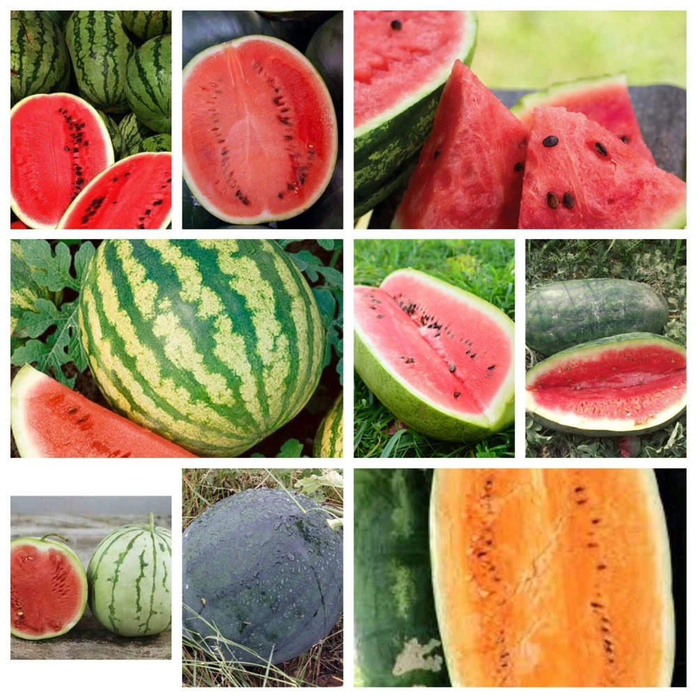 Watermelon Seeds Collection - 9 Heirloom Varieties - Easy Grow Outdoor - Image 1