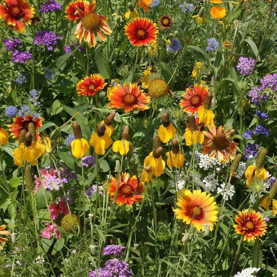Western Wildflower Mix Seeds - 19 Species, Annual, Biennial, Perennial - Image 1
