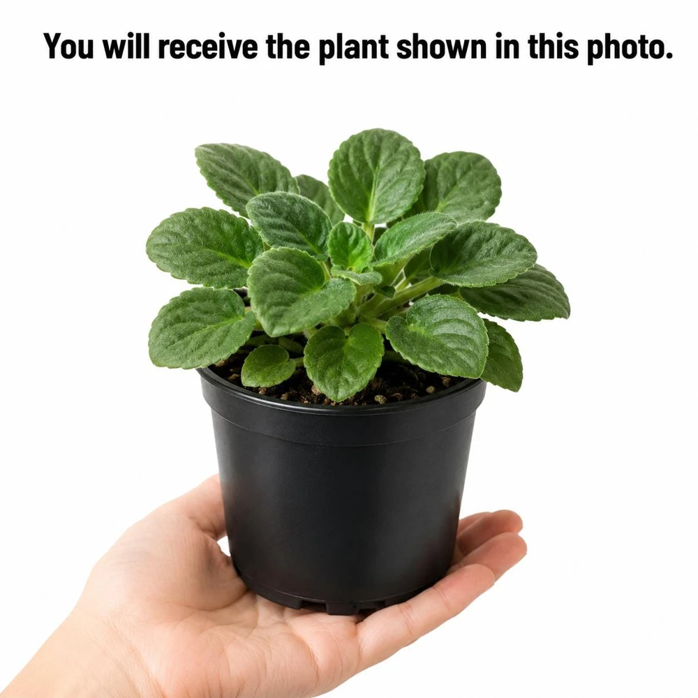 White African Violet Live Plant – Viola spp. – 4 Inch Pot – 3-5 Inch Tall – Indoor/Outdoor - Image 2