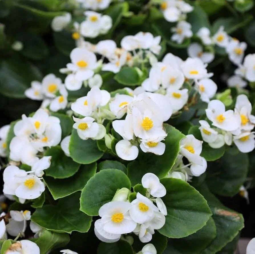 White African Violet Live Plant – Viola spp. – 4 Inch Pot – 3-5 Inch Tall – Indoor/Outdoor - Image 3
