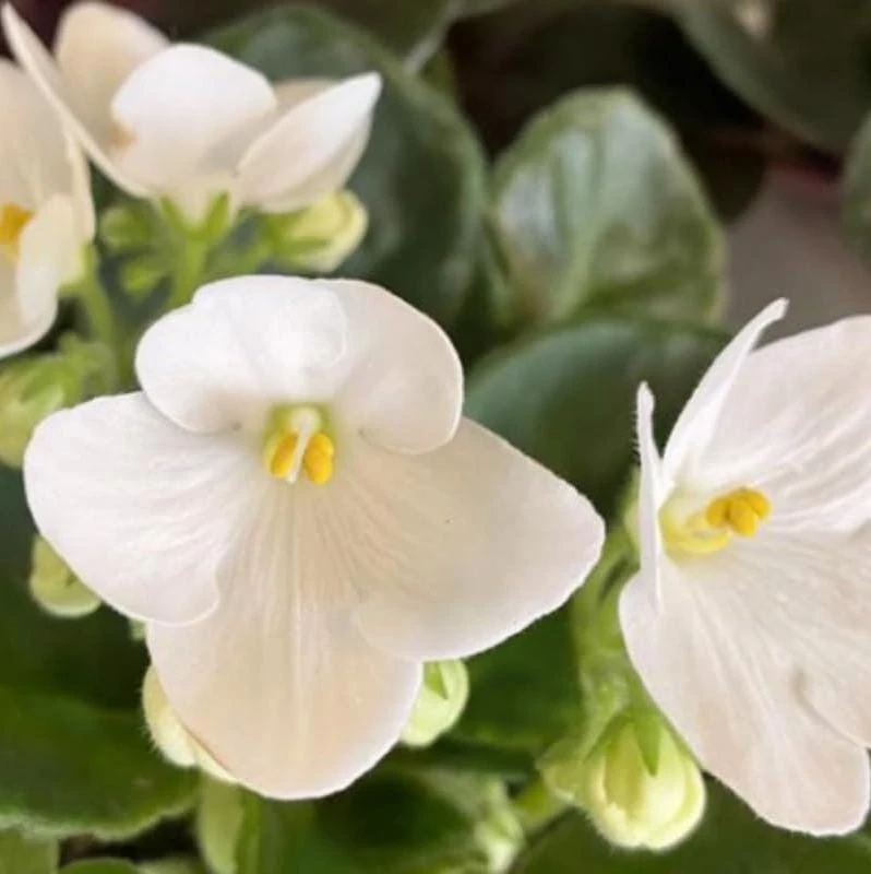 White African Violet Live Plant – Viola spp. – 4 Inch Pot – 3-5 Inch Tall – Indoor/Outdoor - Image 4