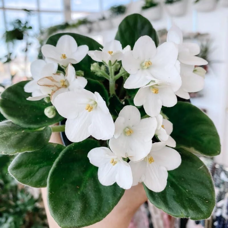White African Violet Live Plant – Viola spp. – 4 Inch Pot – 3-5 Inch Tall – Indoor/Outdoor - Image 5