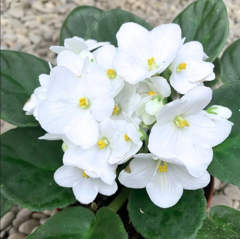 White African Violet Live Plant – Viola spp. – 4 Inch Pot – 3-5 Inch Tall – Indoor/Outdoor - Image 6