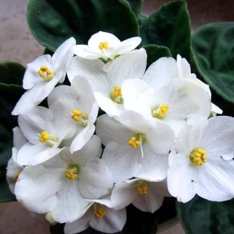 White African Violet Live Plant – Viola spp. – 4 Inch Pot – 3-5 Inch Tall – Indoor/Outdoor - Image 7