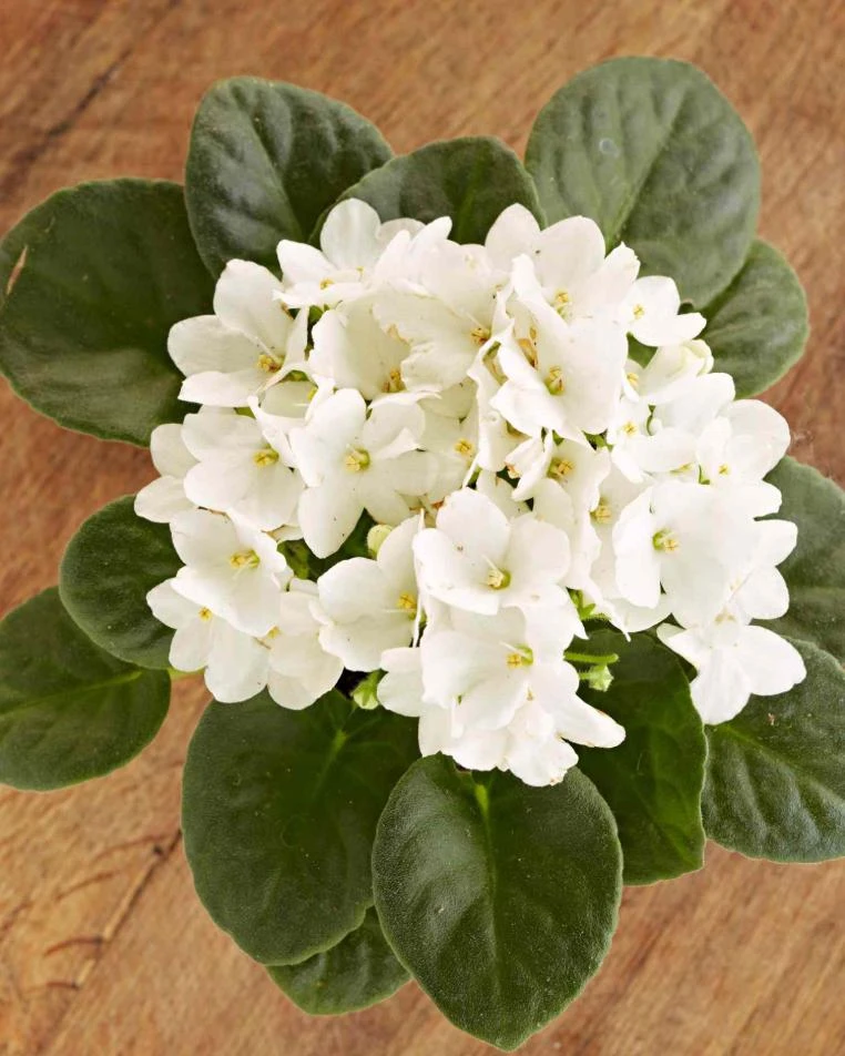 White African Violet Live Plant – Viola spp. – 4 Inch Pot – 3-5 Inch Tall – Indoor/Outdoor - Image 8