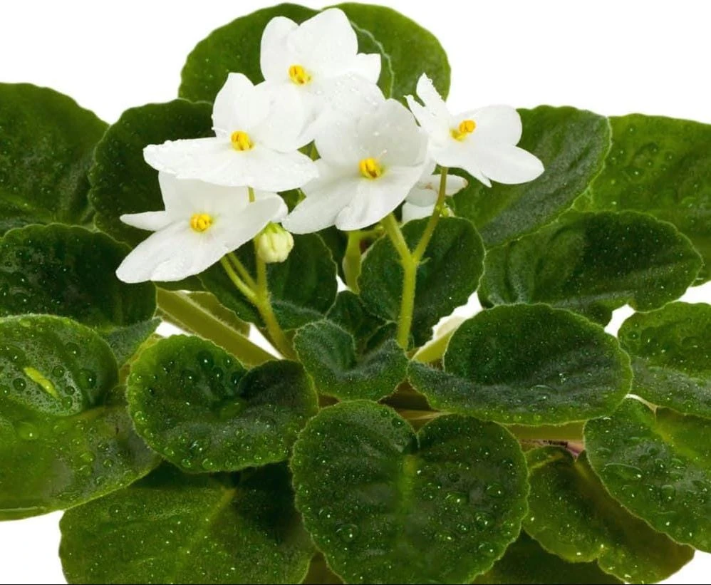 White African Violet Live Plant – Viola spp. – 4 Inch Pot – 3-5 Inch Tall – Indoor/Outdoor - Image 9