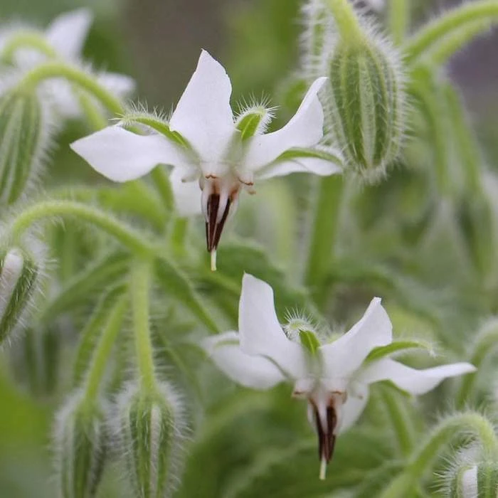 White Borage Herb Seeds - Heirloom Starflower, Tailwort - Annual - Image 1