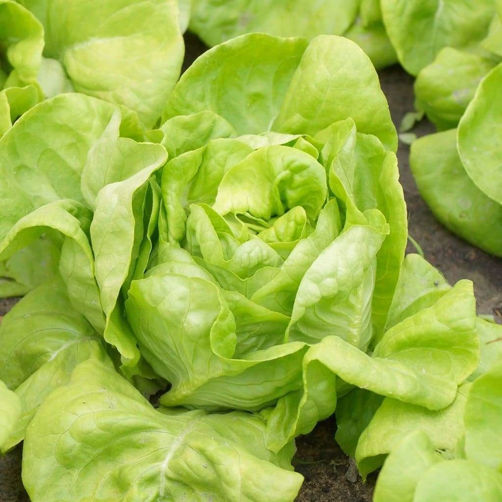 White Boston Butterhead Lettuce Seeds - Improved Big Boston Variety, Annual - Image 1