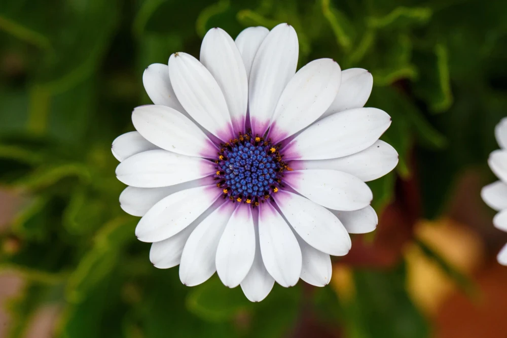 White Cape Daisy Seeds - Trailing African Daisy Flower Seeds - Annual - White with Blue Centers - Image 2