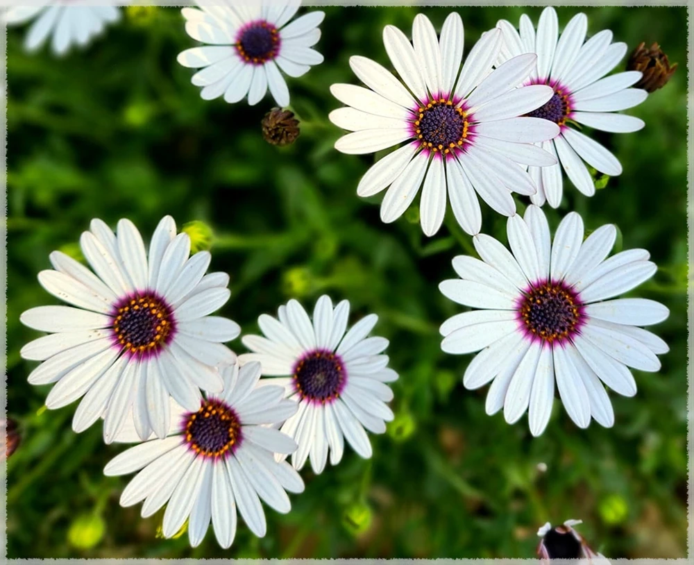 White Cape Daisy Seeds - Trailing African Daisy Flower Seeds - Annual - White with Blue Centers - Image 1