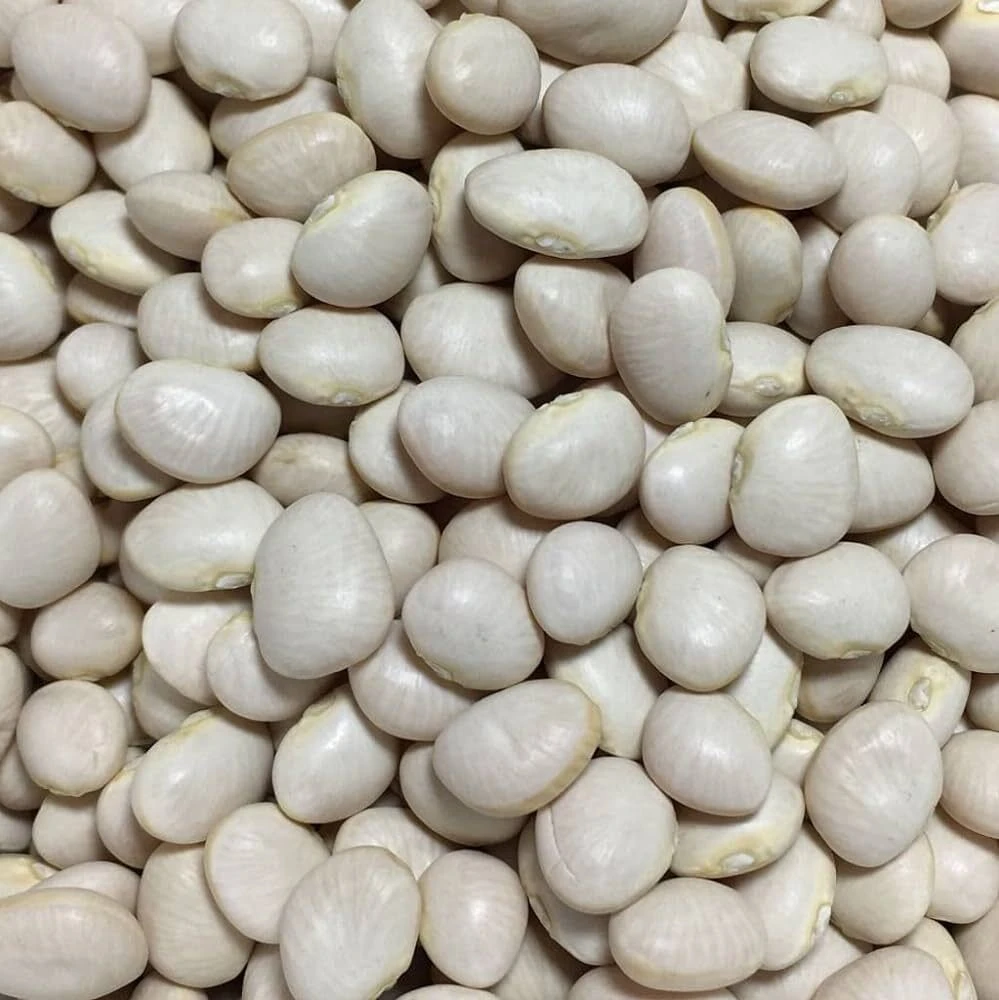 White Dixie Butterpea Lima Bean Seeds - Bush Type - Easy Grow - Image 2