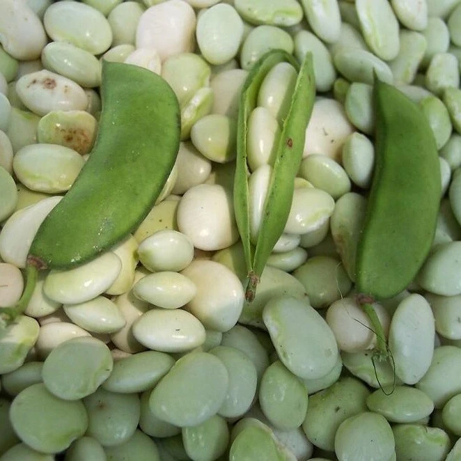 White Dixie Butterpea Lima Bean Seeds - Bush Type - Easy Grow - Image 1
