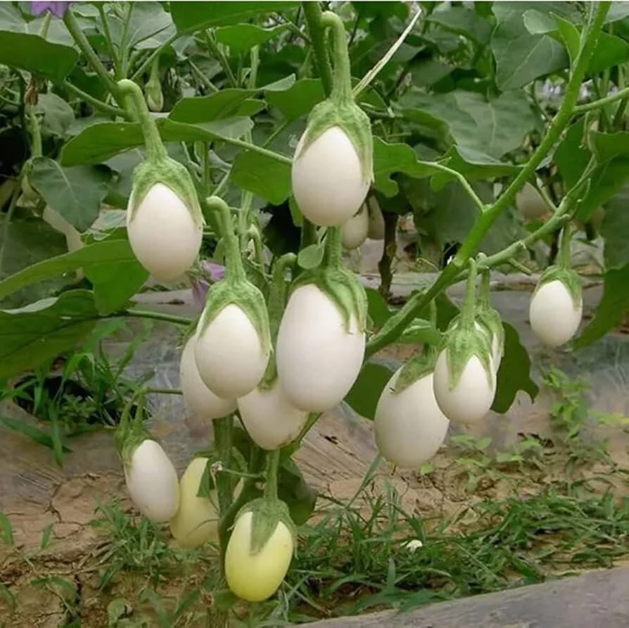 White Egg Eggplant Seeds - Heirloom Garden Egg Vegetable Seeds - Image 2