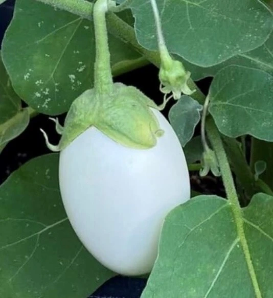 White Egg Eggplant Seeds - Heirloom Garden Egg Vegetable Seeds - Image 1