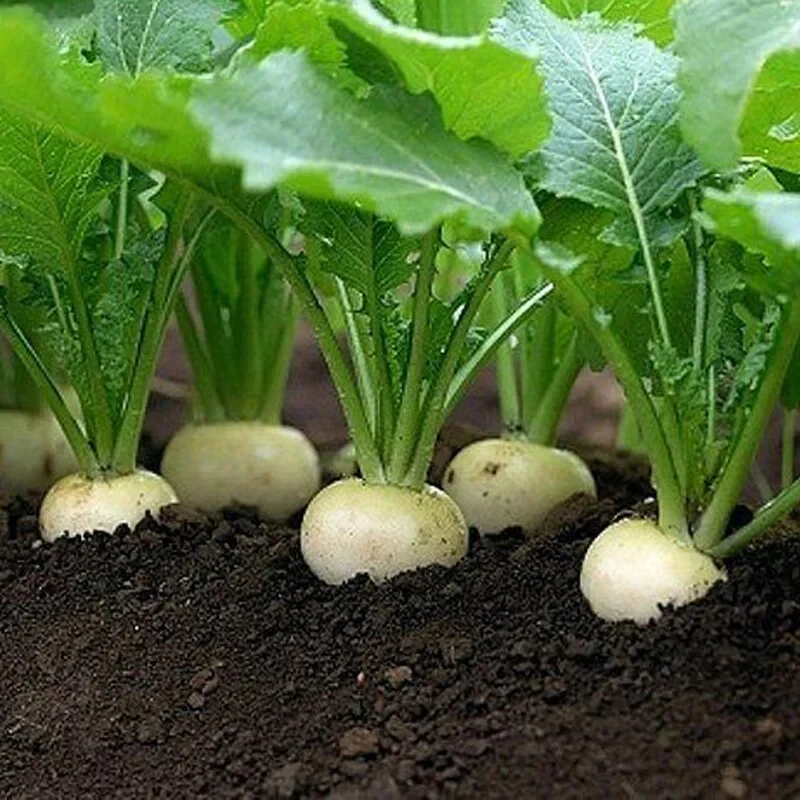 White Egg Turnip Seeds - Heirloom Vegetable Seeds for Zones 3-12 - Image 1