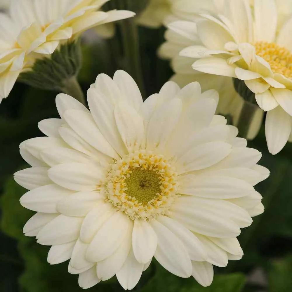 White Gerbera Daisy Flower Seeds - 10 Seeds - Perennial Annual - Image 2