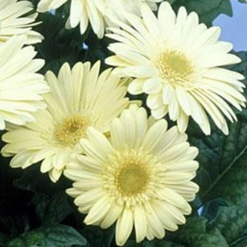White Gerbera Daisy Flower Seeds - 10 Seeds - Perennial Annual - Image 1
